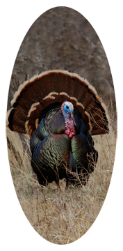 Gone Hunting (Turkey)
